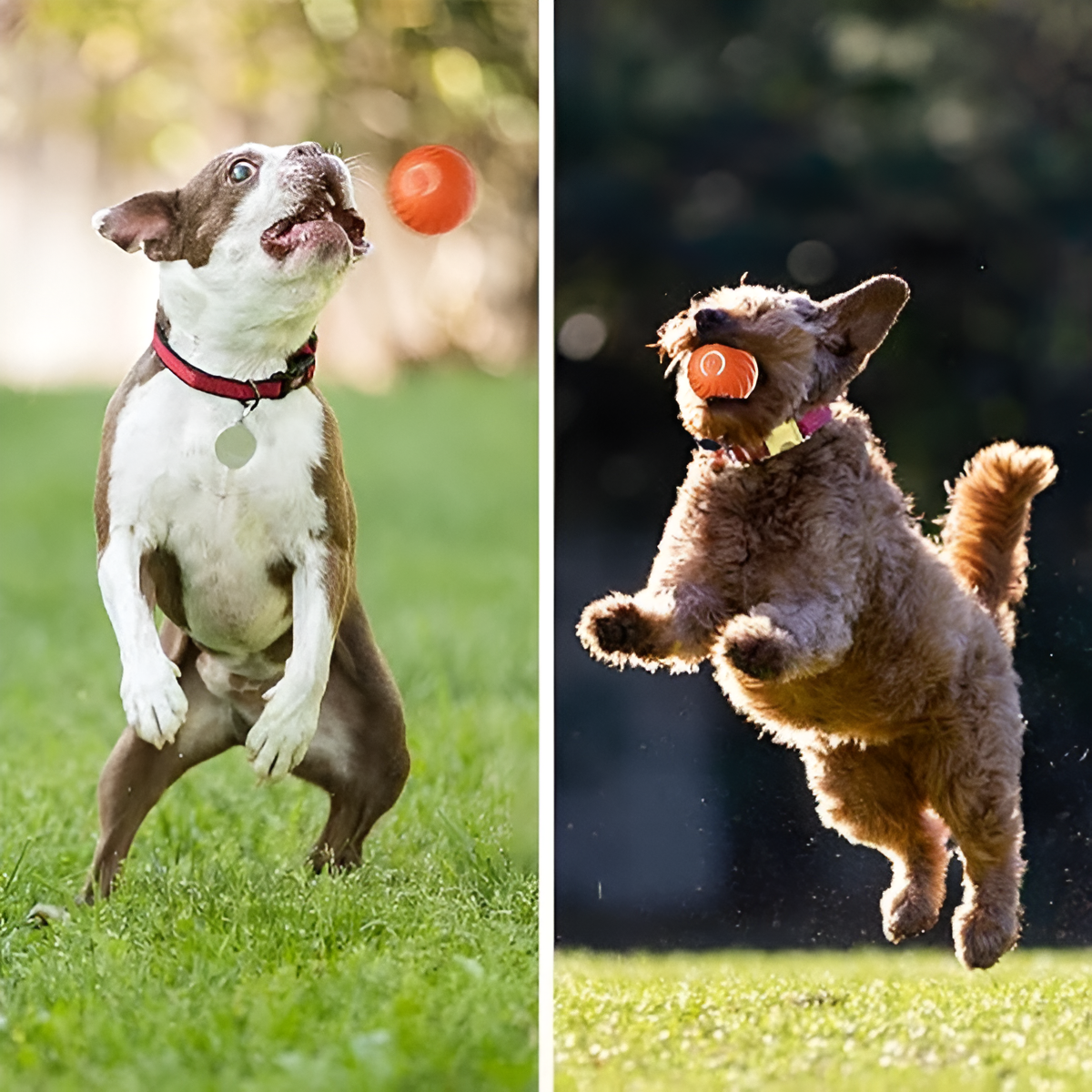 Dog Ball© -  Bola de juguete para perros inteligente